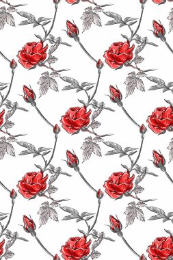 Kusursuz desen. Kırmızı çalı gülü. Beyaz arkaplanda hafif pastel çizim.