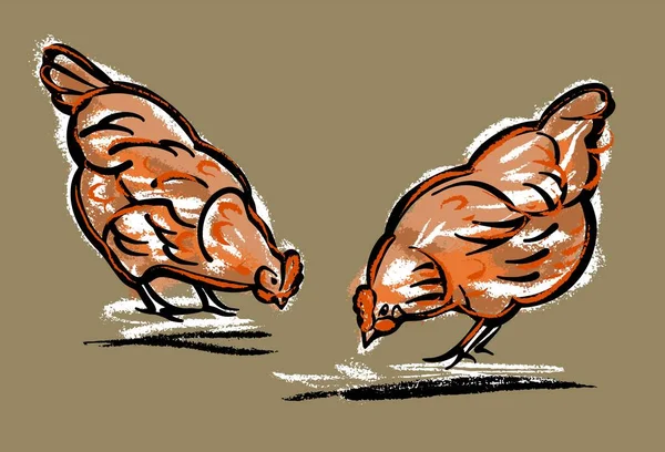 Deux poulets picorent dans l'herbe. Illustration croquis à la main, couleur sur un fond isolé. — Image vectorielle