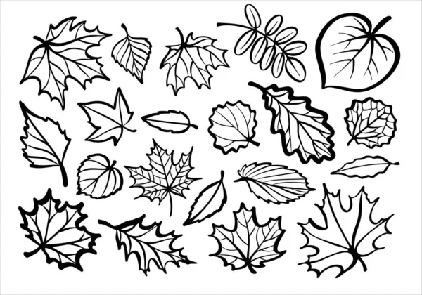 A set of leaves. Black and white illustration in the form of a logo or sign. Silhouette for cutting on a plotter, suitable for SVG format. — Stock Vector