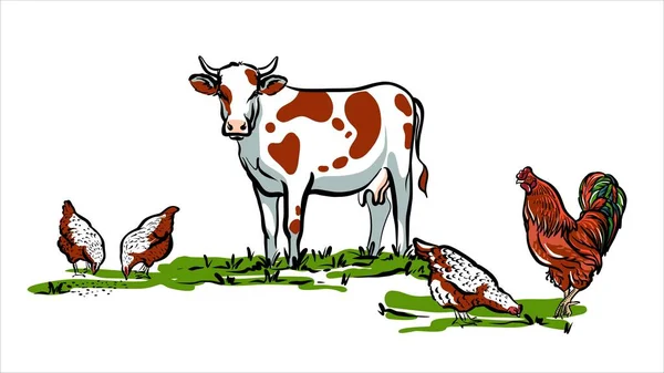 Una vaca roza en un prado con gallinas y un gallo. Una ilustración elegante en forma de boceto dibujado a mano para una pancarta de granjeros. — Archivo Imágenes Vectoriales