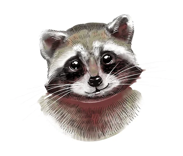 Portrait of a cute raccoon. Color watercolor illustration on a white background. — стоковый вектор