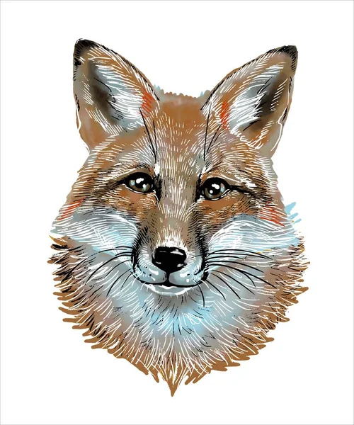 Cute portrait of a fox in watercolor style on an isolated white background. For printing. — Vector de stock