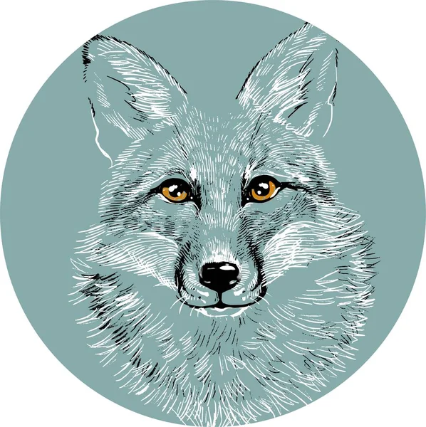 La testa di un lupo volpe in cerchio. Illustrazione un disegno disegnato a mano, come un emblema o un logo. — Vettoriale Stock