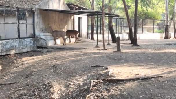 Herten Dierentuin Het Eten Van Dierentuin Camera Uitzoomen Beelden — Stockvideo