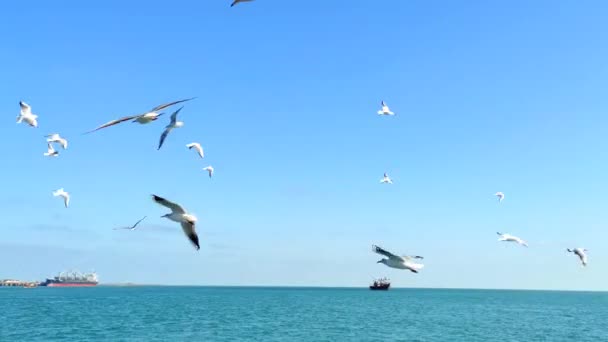Möwen Fliegen Über Den Ozean Blick Vom Boot — Stockvideo