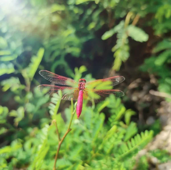 Pinkfarbene Libelle Grünen Unschärfehintergrund Mit Linsenverzerrungseffekt Schöne Libelle Hintergrund Makrofotografie — Stockfoto