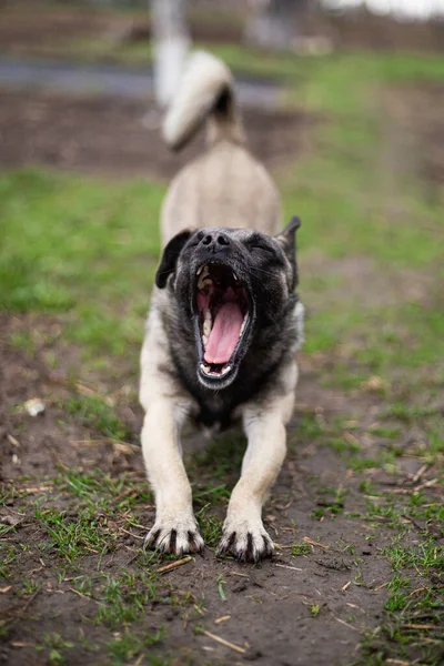 Gähnen Streckender Kleiner Mischlingshund — Stockfoto