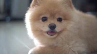 Yakın plan beyaz Pomeranya köpeği yerde yatıyor ve evdeki kameraya bakıyor..