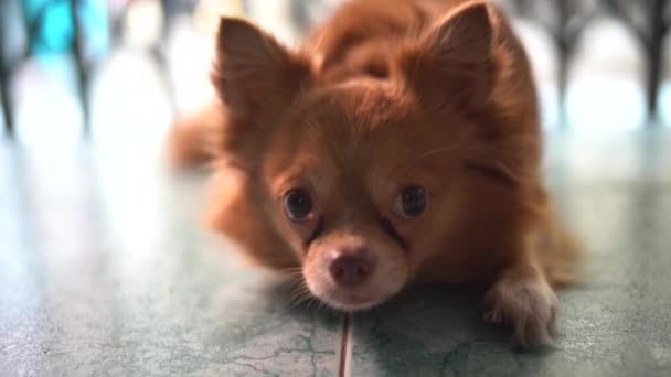 Small cute sleepy chihuahua dog is sleeping on the floor. — Stock Video