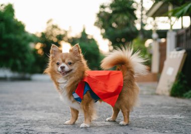 Süper kahraman pelerini giyen şirin bir chihuahua köpeği kameraya poz veriyor ve başka tarafa bakıyor, hayvan hakları kavramı.