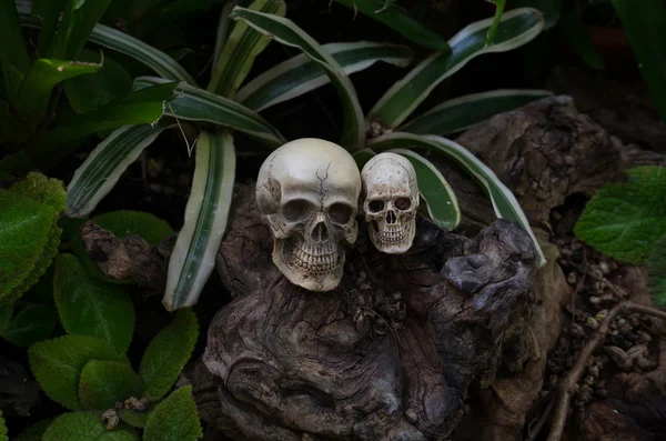 Fotografía de naturaleza muerta, Cráneo doble en el patio trasero . — Foto de Stock