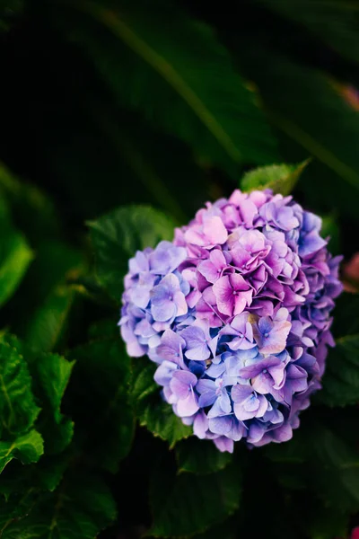 Hortensienblüte Mit Grünen Blättern Auf Dunklem Hintergrund — Stockfoto