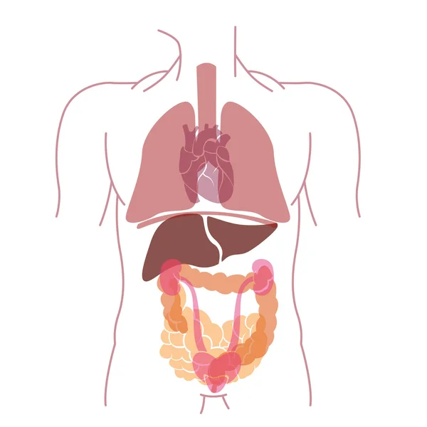 Anatomia dos órgãos vetoriais — Vetor de Stock