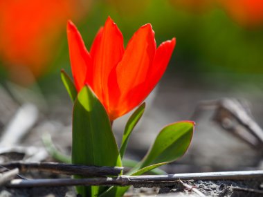 güzel kırmızı lale çiçek