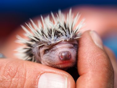 sevimli genç kirpi kaç gün eski