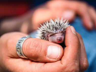 sevimli genç kirpi kaç gün eski