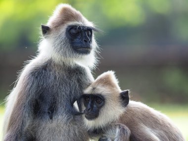 Gri Langur (Semnopithecus Schistaceus) 