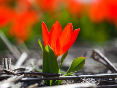 güzel kırmızı lale çiçek