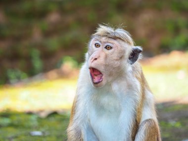 Miğfer makak (Macaca sinica)