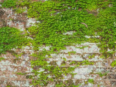 Polonnaruwa kalıntıları üzerinde Sri Lanka 
