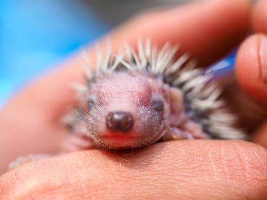 sevimli genç kirpi kaç gün eski