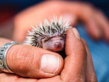 sevimli genç kirpi kaç gün eski