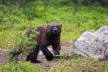 Wolverine (Gulo gulo) Finlandiyalı tajga içinde