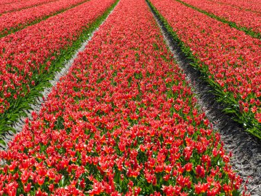 Kırmızı laleler tarlası