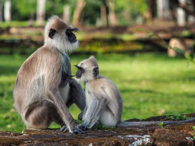 Gri Langur (Semnopithecus Schistaceus) 