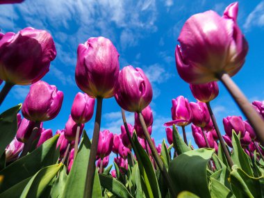 Pembe laleler tarlası