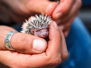 sevimli genç kirpi kaç gün eski