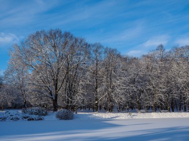 karlı ağaçlarla peyzaj