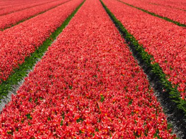 Kırmızı laleler tarlası