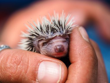 sevimli genç kirpi kaç gün eski