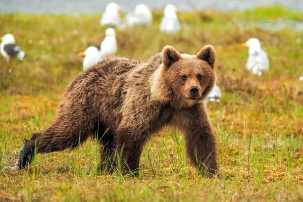 Urso castanho (Ursus arctos) — Fotografia de Stock