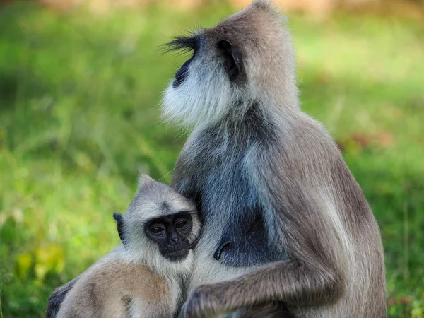 灰叶 (Semnopithecus Schistaceus) — 图库照片