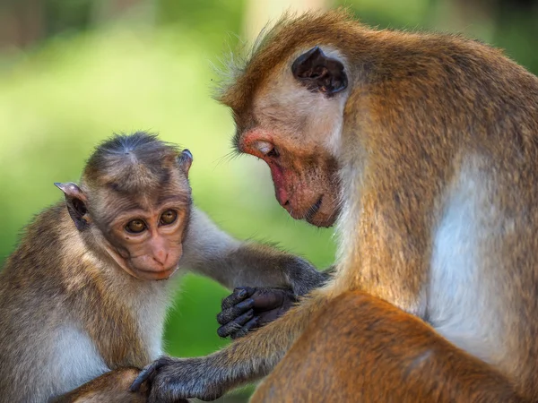 Makak (Macaca sinica) — Zdjęcie stockowe