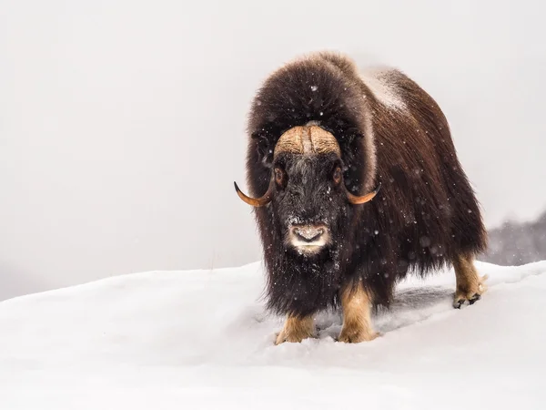 Musk-ox στην Αρκτική κατά τη διάρκεια wintertime — Φωτογραφία Αρχείου