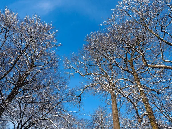 景观与雪树 — 图库照片