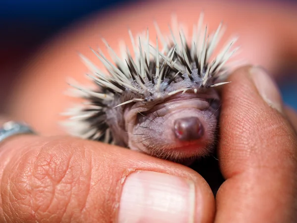 Schattige jonge egel paar dagen oud — Stockfoto