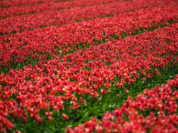 Campo di tulipani rossi — Foto Stock