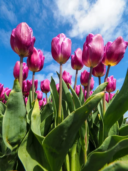 Pembe laleler tarlası — Stok fotoğraf