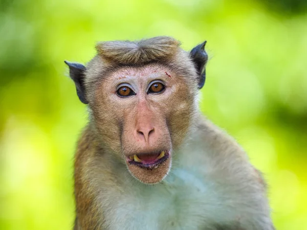Macaco (Macaca sinica de toque) — Foto de Stock