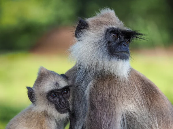 灰叶 (Semnopithecus Schistaceus) — 图库照片