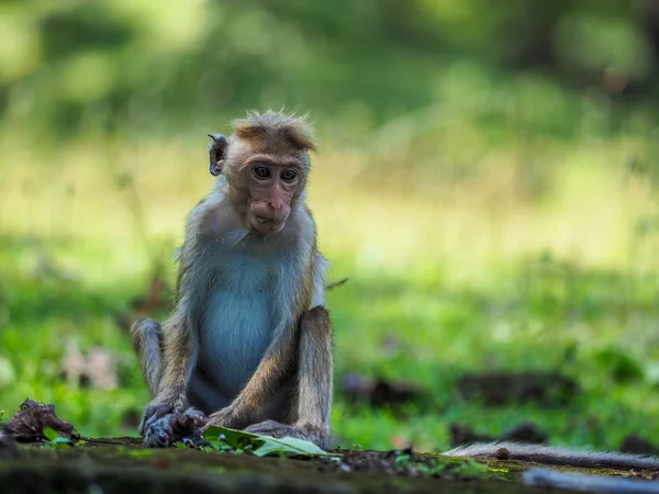 Macaco (Macaca sinica de toque) — Foto de Stock