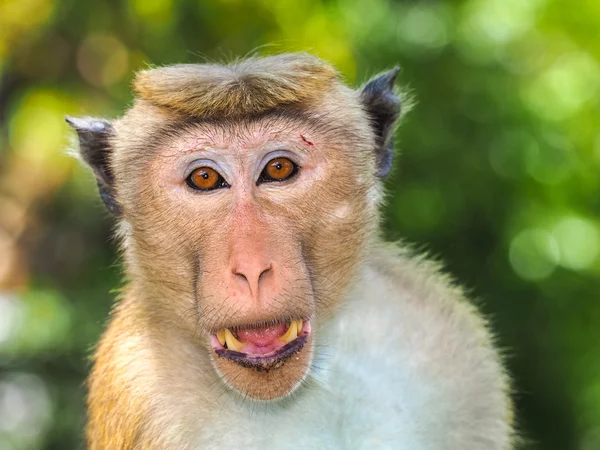 Toque macaco (Macaca sinica ) — Fotografia de Stock