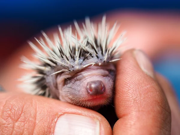 cute young hedgehog few days old