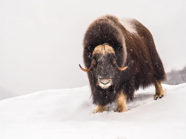 Мускусный бык в Арктике зимой — стоковое фото