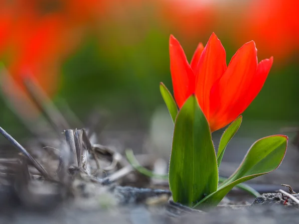 Güzel kırmızı lale çiçek — Stok fotoğraf