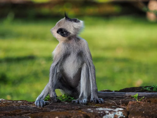 灰叶 (Semnopithecus Schistaceus) — 图库照片